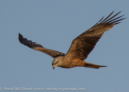 Black Kite, birdwatching, Alentejo, Portugal