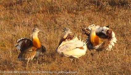 great Bustard, birdwatching, Alentejo, Portugal