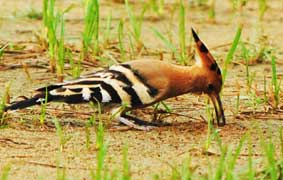 hoopoe Alentejo, Portugal