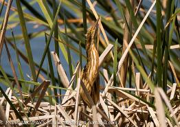 birding Alentejo, Portugal