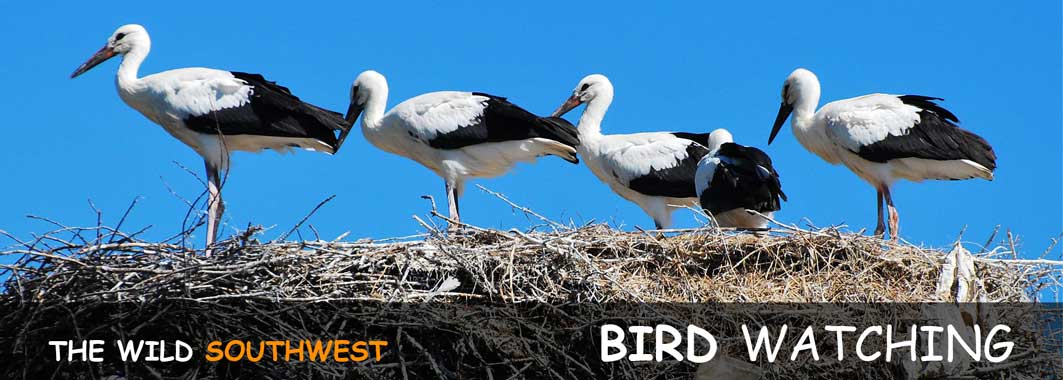 Birdwatching in Portugal