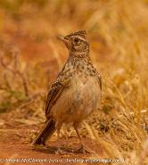 birding in the southwest of Portugal