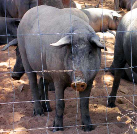 porco preto, black pig, Alentejo, Portugal