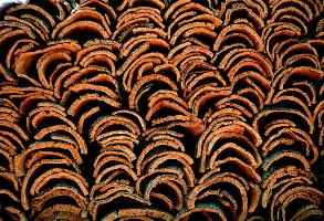 neatly piled cork harvest in south of Portugal