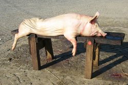 matança de porco, traditional pig slaughter, Portugal
