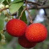 Medronho, strawberry tree berries