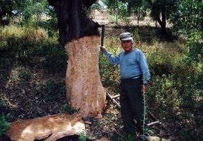 cork harvest in the south of Portugal